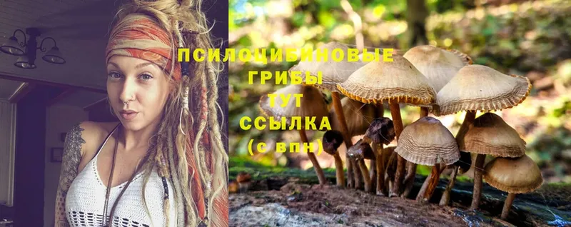 Галлюциногенные грибы Psilocybine cubensis  дарнет шоп  ОМГ ОМГ ССЫЛКА  Куртамыш 